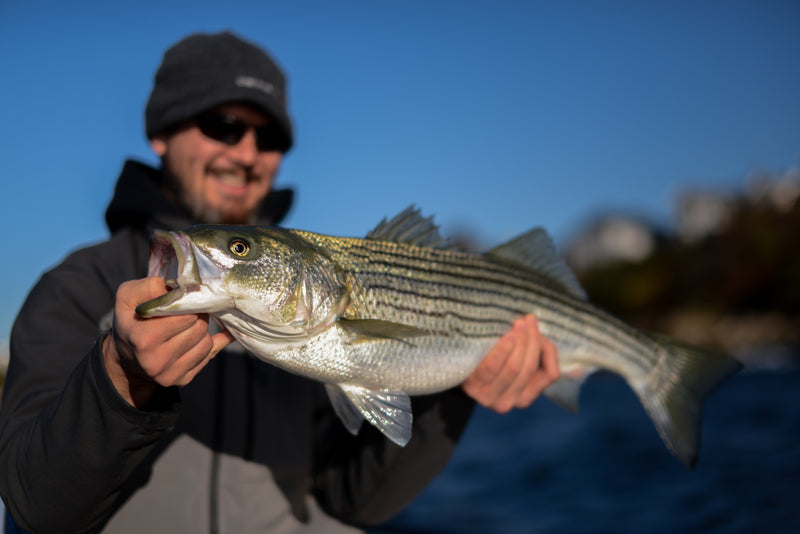 Save Our Stripers: By T&T Ambassador Kyle Schaefer