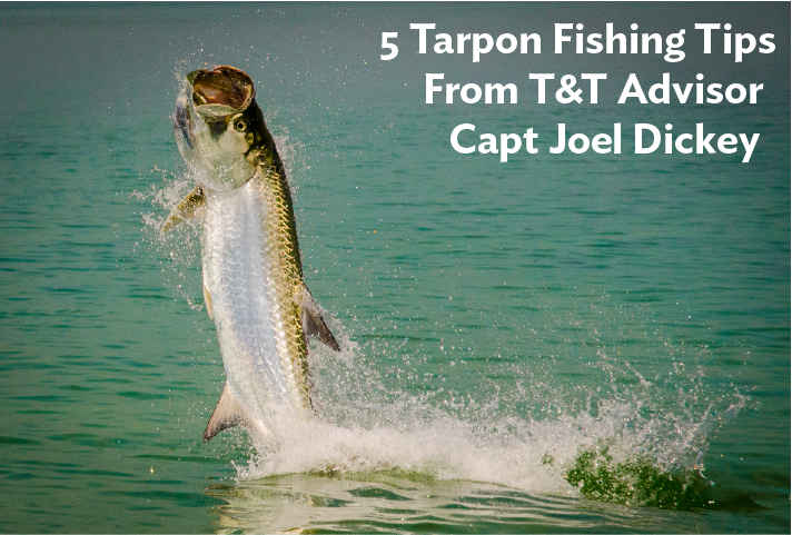 5 Tarpon Fishing Tips By T&T Advisor Joel Dickey