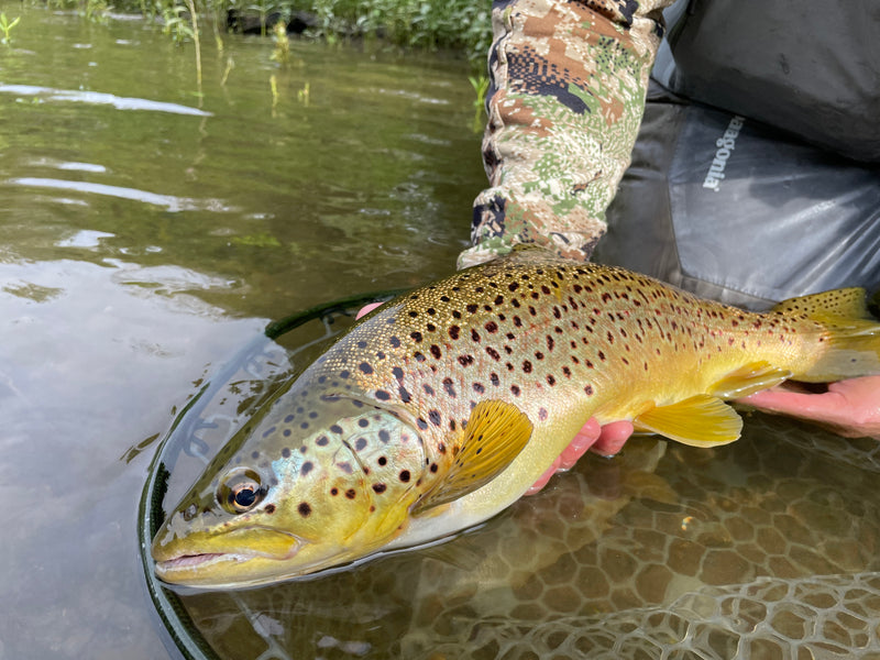 Fall Streamer Season Tips