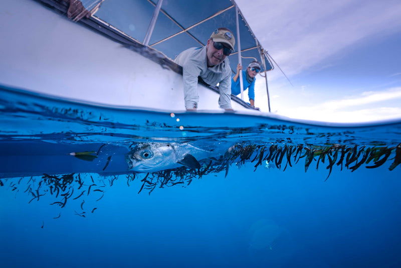 Milk Fish Myth Busted!