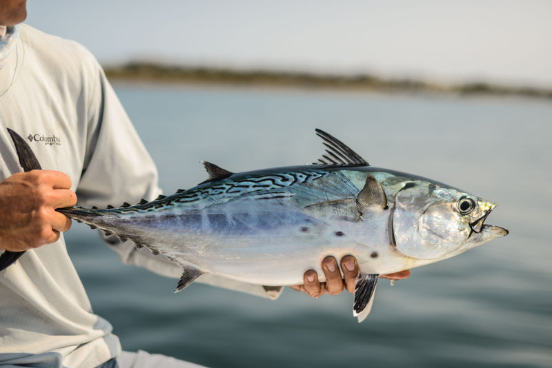 Fly Fishing New England: Fly Rods and Set Ups For Striper, False Albacore, Bluefish and More