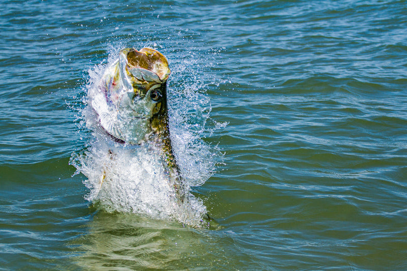 Florida Tarpon