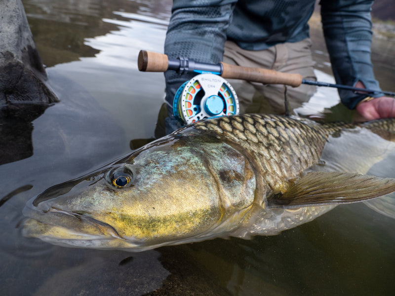 The Twenty-Pounder Club