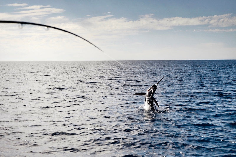 Marlin Magic in Magdalena Bay