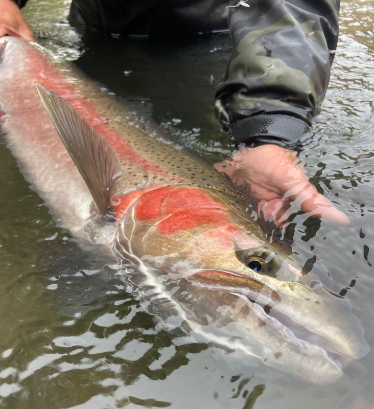 Steelhead in the PNW: A guide's perspective-by Barrett Ames