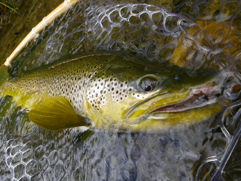 In Search of Patagonian Butter by T&T Advisor Richard Strolis