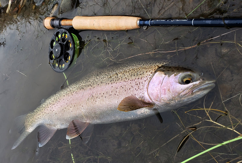 Emergence:  Gearing Up For Spring and Early Summer Fishing in Southwest Montana: By Matt Klara, Big Sky Anglers, West Yellowstone, MT