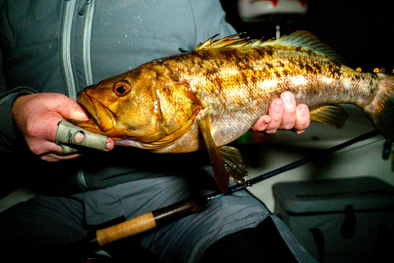 Calico Bass On The Fly: By Nicholas Blixt