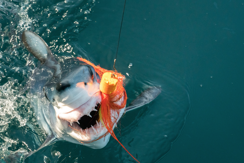 Makos On The Fly: By Nicholas Blixt