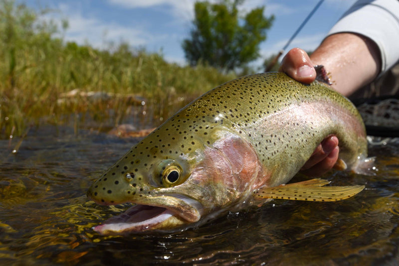 Fly Fishing the U.S. West: Fly Rods and Set-Ups For Western Trout