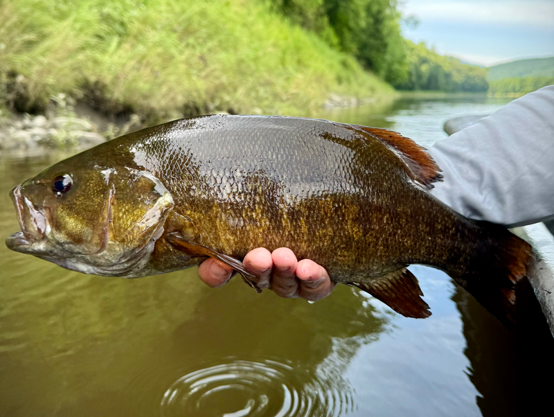 Mastering Smallmouth Bass Fishing: Tips for Success in Any Water Conditions