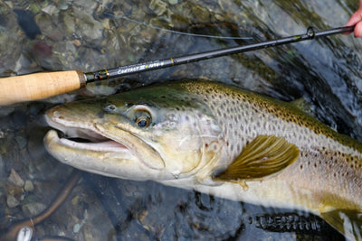 Thomas & Thomas Rods & Accessories - T&T Contact III+ Fly Rod with Trout