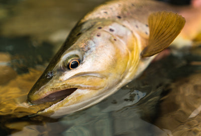 Picture of a brook trout 